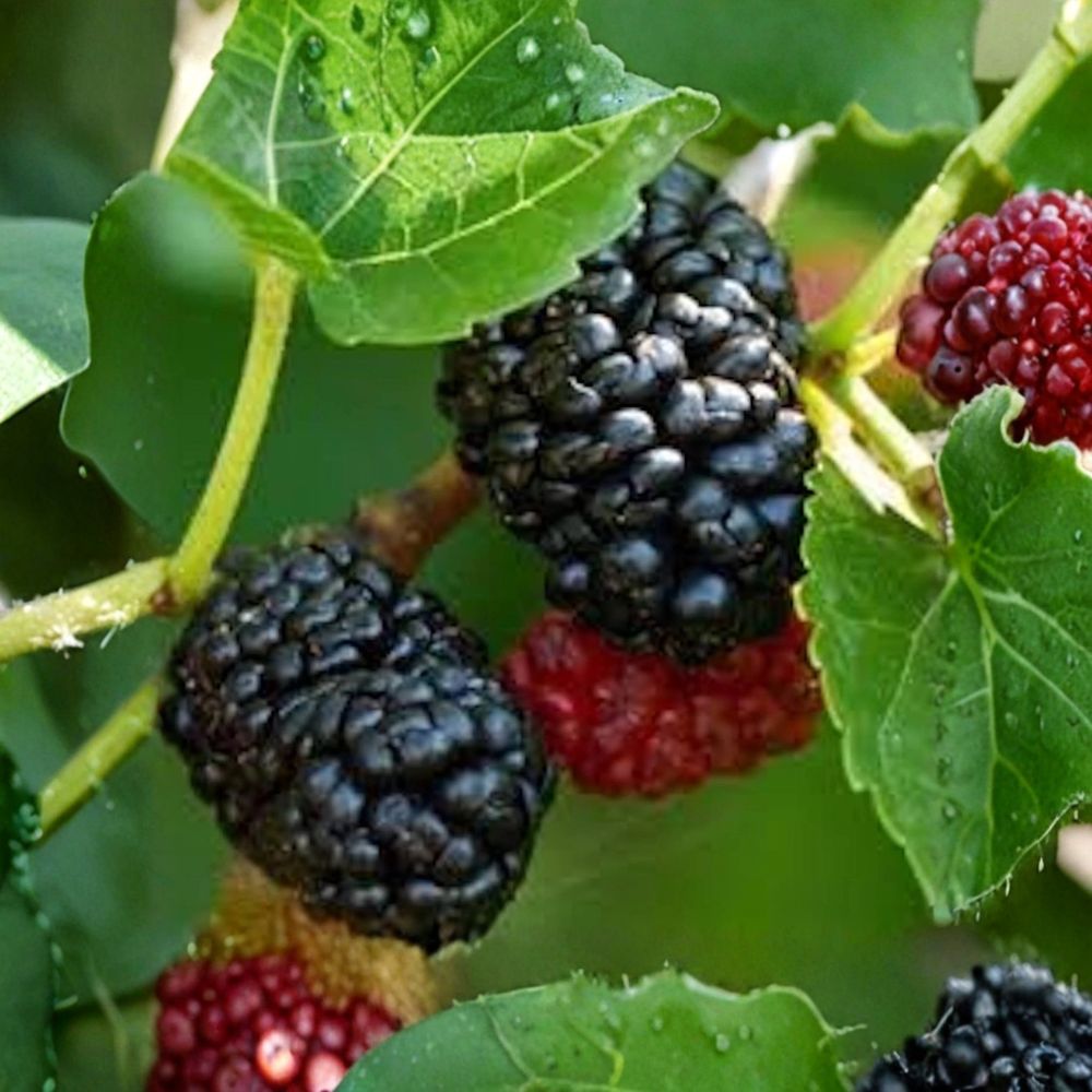 Dwarf Everbearing Mulberry Tree Live Bare Root Starter | Morus sp. | 3–4 Inch Fruit Tree Plug | Self-Pollinating | Easy to Grow