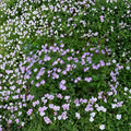 Wild Geranium Bare Roots – Geranium maculatum | 5 Native Woodland Plants | Hardy Perennial Wildflower | Pollinator Friendly | Easy to Grow