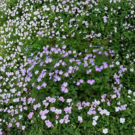 Wild Geranium Bare Roots – Geranium maculatum | 5 Native Woodland Plants | Hardy Perennial Wildflower | Pollinator Friendly | Easy to Grow