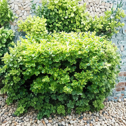 Gold Splash Wintercreeper – Euonymus fortunei Live Bare Root Plants | Set of 2 | Evergreen Perennial Groundcover | Easy to Grow