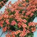 Strawberry Candy Daylily – 3 Live Bare Root Plants | Award Winning Pink Hemerocallis | Hardy Perennial Flower | Reblooming Daylily