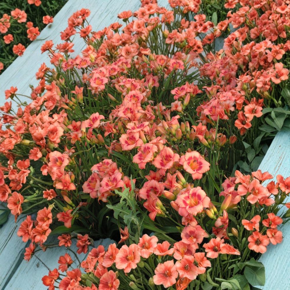 Strawberry Candy Daylily – 3 Live Bare Root Plants | Award Winning Pink Hemerocallis | Hardy Perennial Flower | Reblooming Daylily