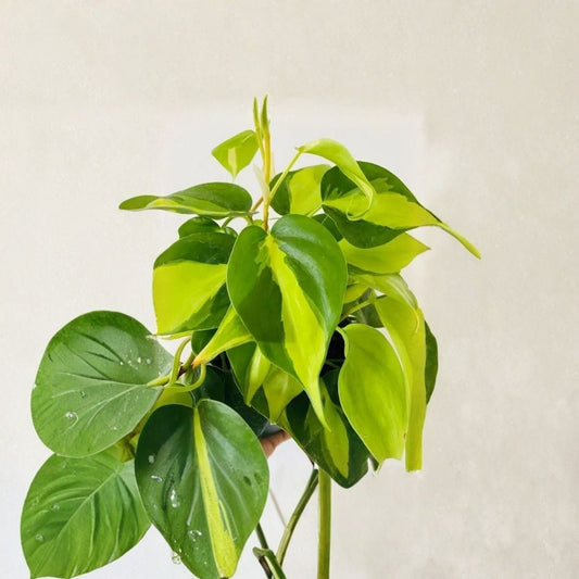 Philodendron Brasil Live Cuttings – 3 Fresh Unrooted Cuttings | Heartleaf Philodendron | Easy-Grow Indoor Tropical Vine | Houseplant Propagation