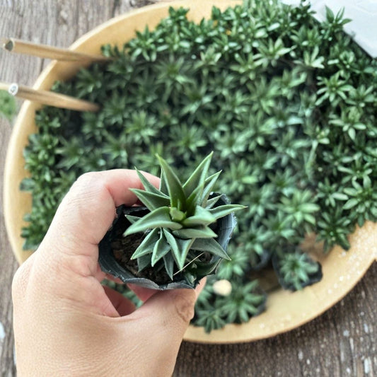 Hard-Leaf Ivory Tower – Live Succulent Plant | White Pot With Soil | Upright Tower Growth | Yellow Flowers | Low Maintenance Houseplant | Home & Office Decor