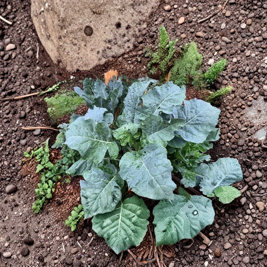 Thousandhead Kale Live Cuttings | 2 Fresh 6–7 Inch Walking Stick Kale Cuttings | Edible Perennial Kale | Easy to Propagate | Garden Starter