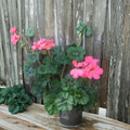 Coral Pink Geranium Cuttings – Pelargonium Zonal | 4 Live 6 Inch Cuttings | Neon Orange Pink Blooms | Patio & Container Plant | Easy to Root