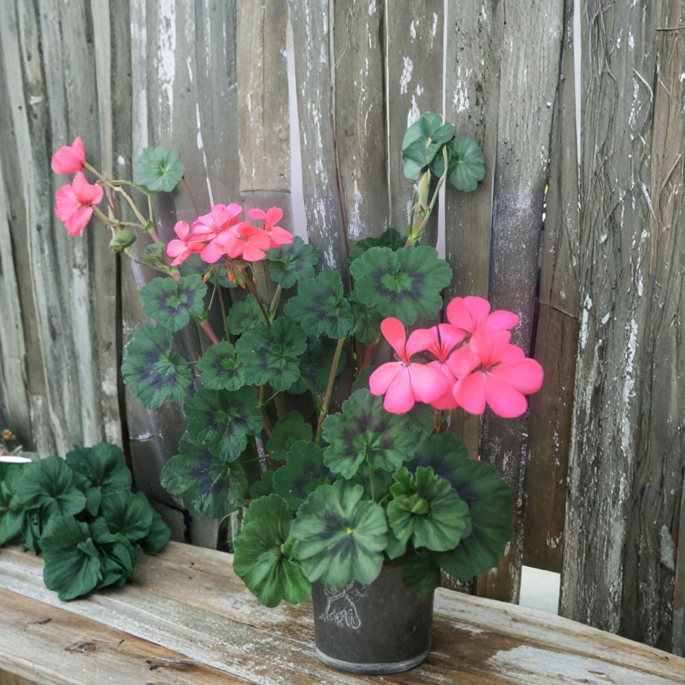 Coral Pink Geranium Cuttings – Pelargonium Zonal | 4 Live 6 Inch Cuttings | Neon Orange Pink Blooms | Patio & Container Plant | Easy to Root