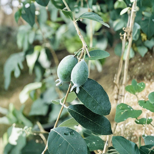 Pineapple Guava Tree – 2 Live Plants | Feijoa sellowiana | Self-Pollinating Fruit Trees | Tropical Edible Garden Plant