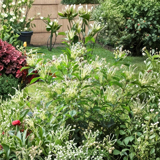 Musical Notes Plant – Clerodendrum incisum Live Rooted Starter Plant | Includes Nursery Pot | Rare Tropical Flowering Plant | Easy to Grow