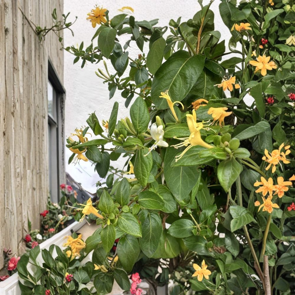 12 Fresh Honeysuckle Vine Cuttings | 5–7 Inch Stem Cuttings | Fragrant Flowering Vine | Propagation Starter | No Root