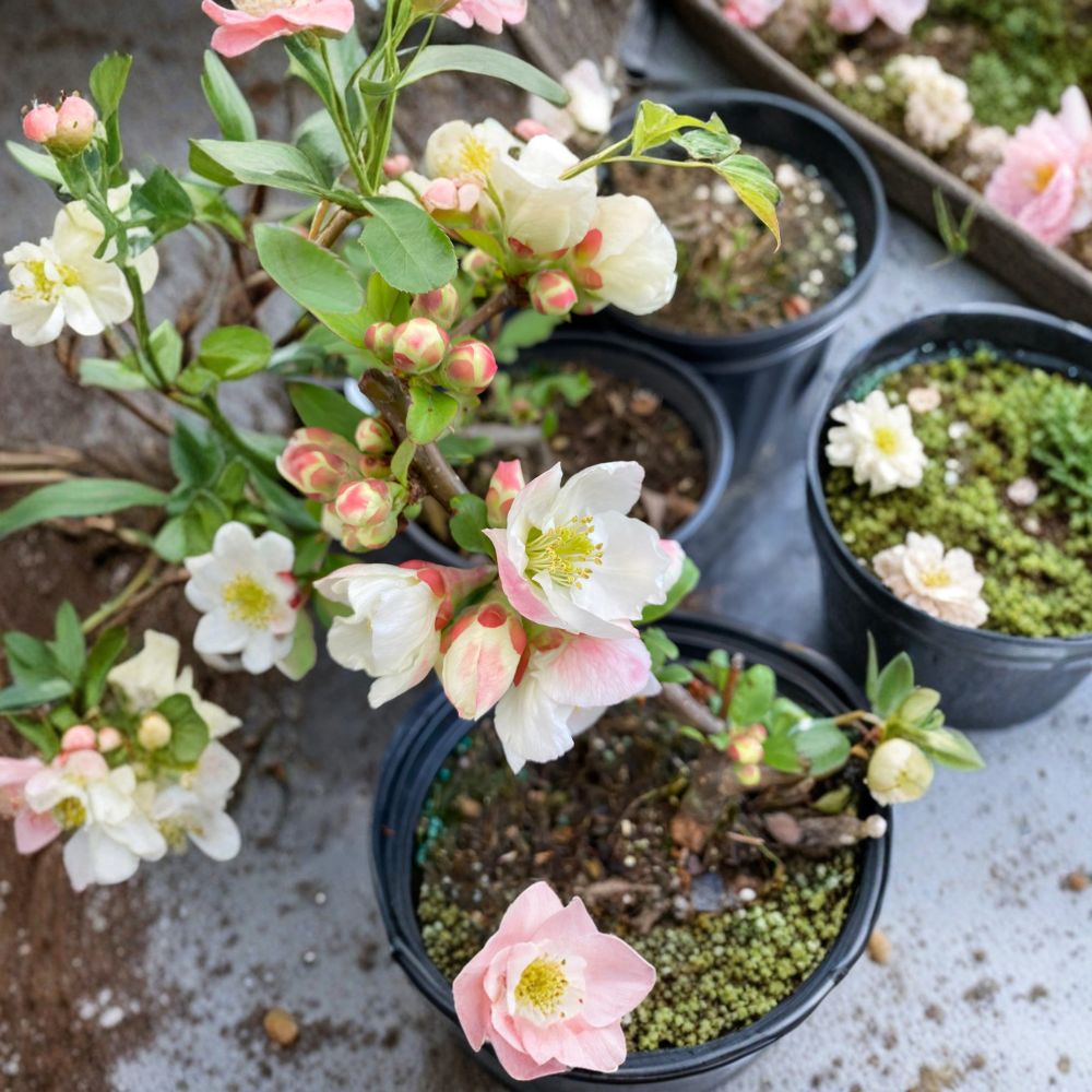 Toyo Nishiki Flowering Quince – Live Flowering Shrub | 2 Gallon Pot Plant | Chaenomeles japonica | Multi Color Spring Blooms