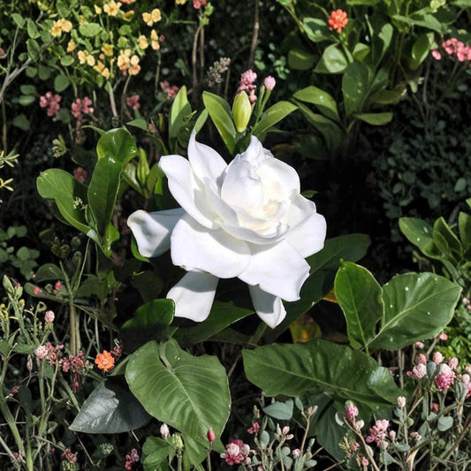 Heirloom Gardenia Plants – Gardenia jasminoides Live Shrubs | 3 Starter Plants 6" Tall | Fragrant White Cape Jasmine | Bare Root
