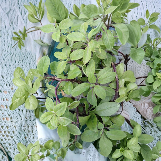 Longevity Spinach – 3 Water Rooted Cuttings | Gynura procumbens | 4 Inches Tall | Edible Herb Plant | Easy to Grow