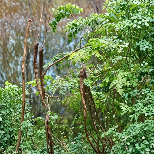 Moringa Live Plant – Moringa oleifera | 3–5 Inch Tall | 4 Inch Pot | Drumstick Tree | Fast Growing Tropical Plant | Edible Garden Starter