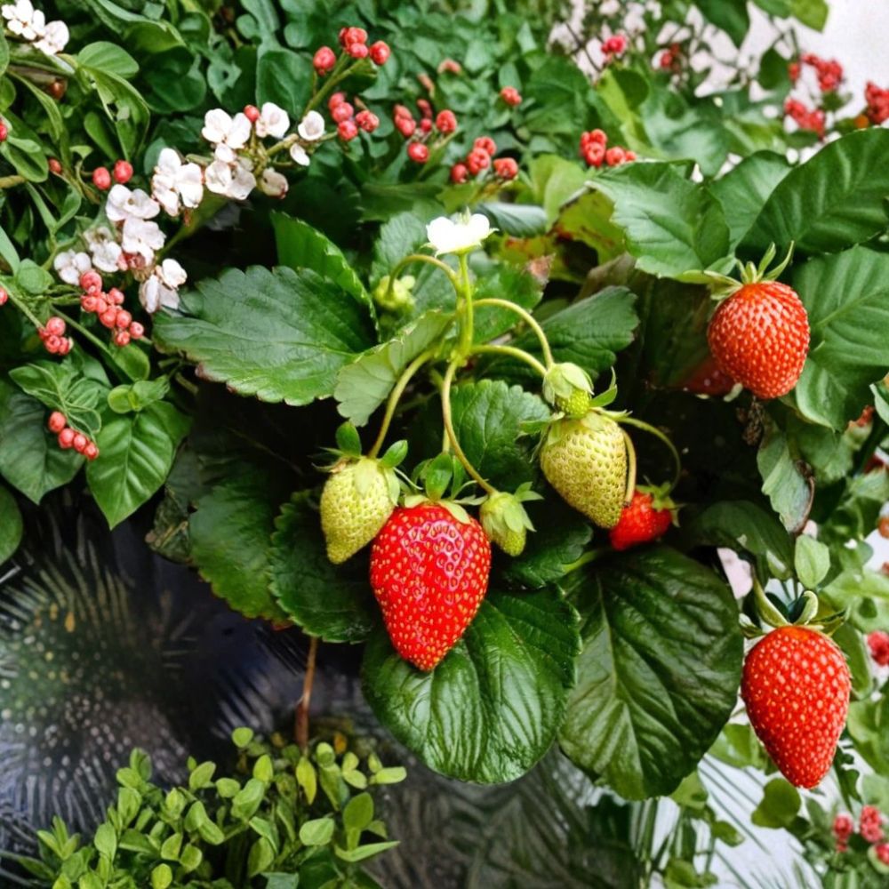 Fort Laramie Everbearing Strawberry – Live Bare Roots | Set of 5 | Cold Hardy Strawberry Plants | Ready to Plant