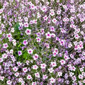 White Madeira Geranium Seeds – Geranium maderense | 10 Giant Cranesbill Seeds | White Flowers with Pink Eyes | Rare Hardy Ornamental Plant