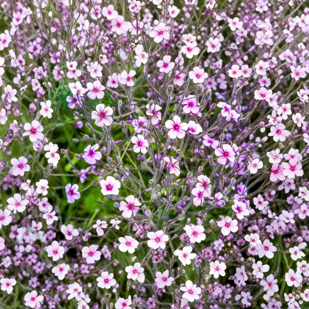 White Madeira Geranium Seeds – Geranium maderense | 10 Giant Cranesbill Seeds | White Flowers with Pink Eyes | Rare Hardy Ornamental Plant