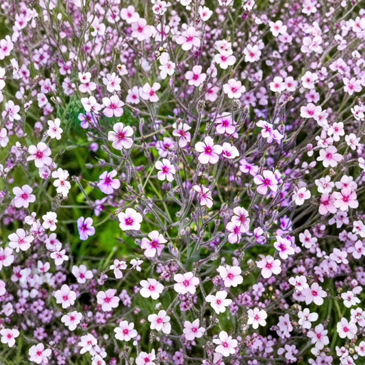 White Madeira Geranium Seeds – Geranium maderense | 10 Giant Cranesbill Seeds | White Flowers with Pink Eyes | Rare Hardy Ornamental Plant