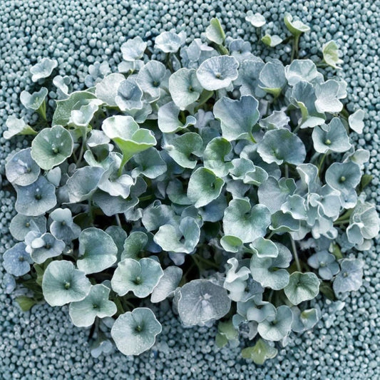 Silver Ponyfoot Dichondra Live Plant | 1 Gallon Fully Rooted | Silver Ground Cover Perennial | Drought Tolerant | Easy to Grow
