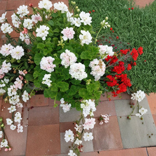 White Pink Geranium Cuttings – Pelargonium Zonal | 3 Live 6 Inch Cuttings | Double Bloom Flowers | Patio & Container Plant | Easy to Root