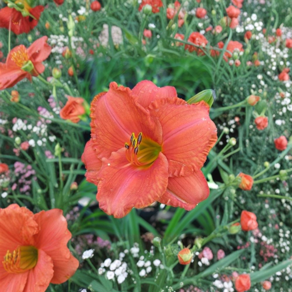 South Seas Daylily – 3 Live Bare Root Plants | Coral Pink Fragrant Hemerocallis | Reblooming Hardy Perennial Flower