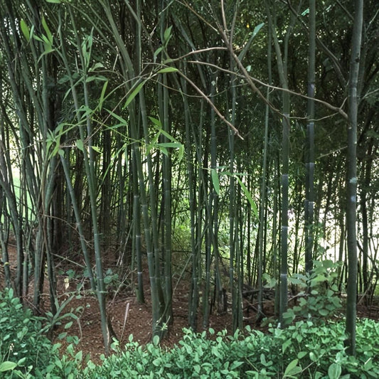 Running Bamboo – Phyllostachys spp. Live Root Division | Bare Root | Hardy Evergreen Privacy Screen | Fast-Growing Bamboo