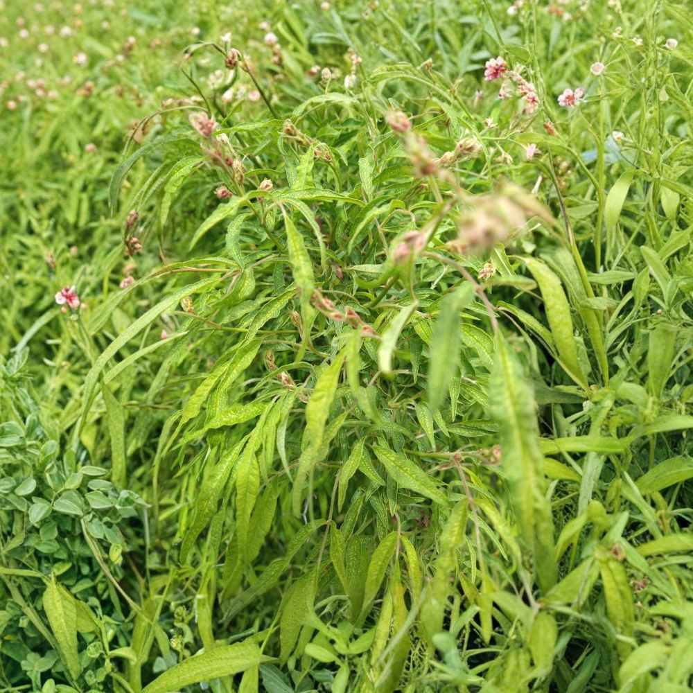 Bamboo Rose – Rosa watsoniana Live Plant | 6 Inch Pot | Rare Landscape Rose | Evergreen Foliage | Collector's Plant