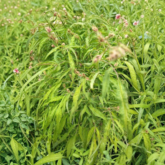 Bamboo Rose – Rosa watsoniana Live Plant | 6 Inch Pot | Rare Landscape Rose | Evergreen Foliage | Collector's Plant