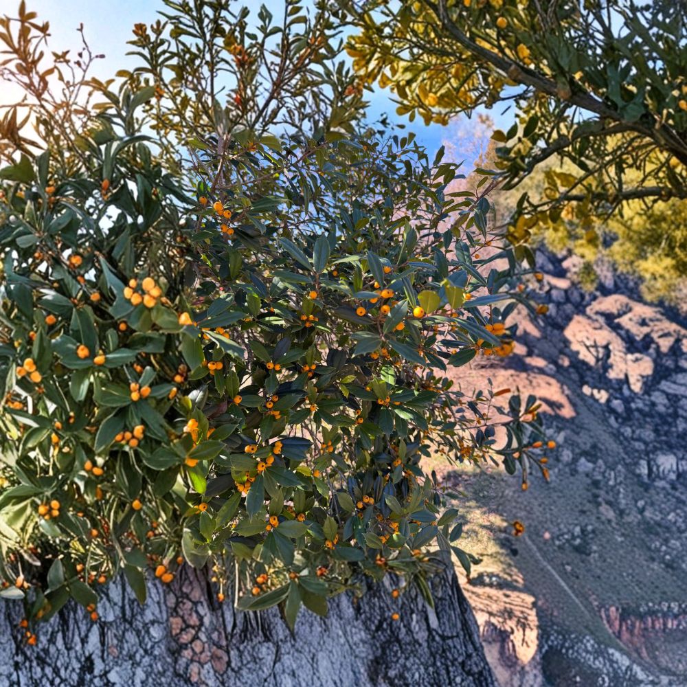 Longwood Gold Holly – Live Evergreen Holly | 1 Gallon Pot Plant | Ilex x attenuata With Golden Yellow Berries | Holly of the Year 2022