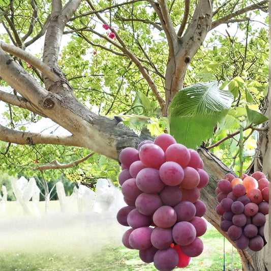Japanese Benifuji Grape Vine – Vitis vinifera Live Bare Root Vine | Sweet Aromatic Table Grape Variety | 紅富士 べにふじ | Home Garden Favorite