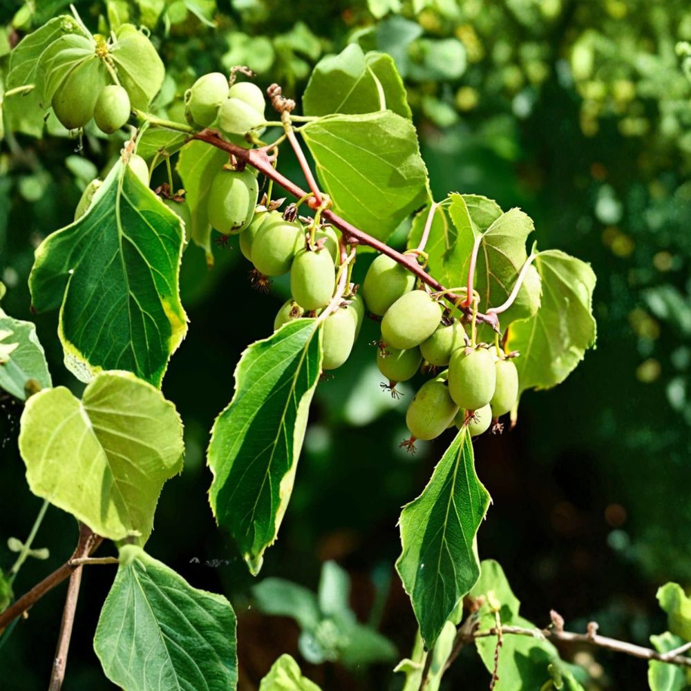 Kiwi Prolific Live Starter Plant | 4–6 Inches Tall | Bare Root Fruit Vine | Edible Kiwi Plant | Trellis & Arbor Friendly | Easy to Grow
