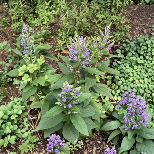 Hoary Skullcap – Scutellaria incana Live Plant | 1–2 Feet Tall | Bare Root Native Perennial | Pollinator Friendly Wildflower