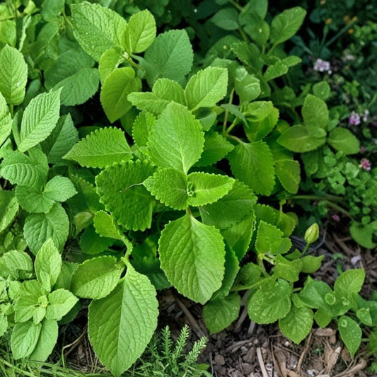 Mexican Oregano Live Herb Plants – Set of 3 | 4–6 Inch Rooted Cuttings | Mexican Mint Cuban Oregano | Organic Herb | No Pot