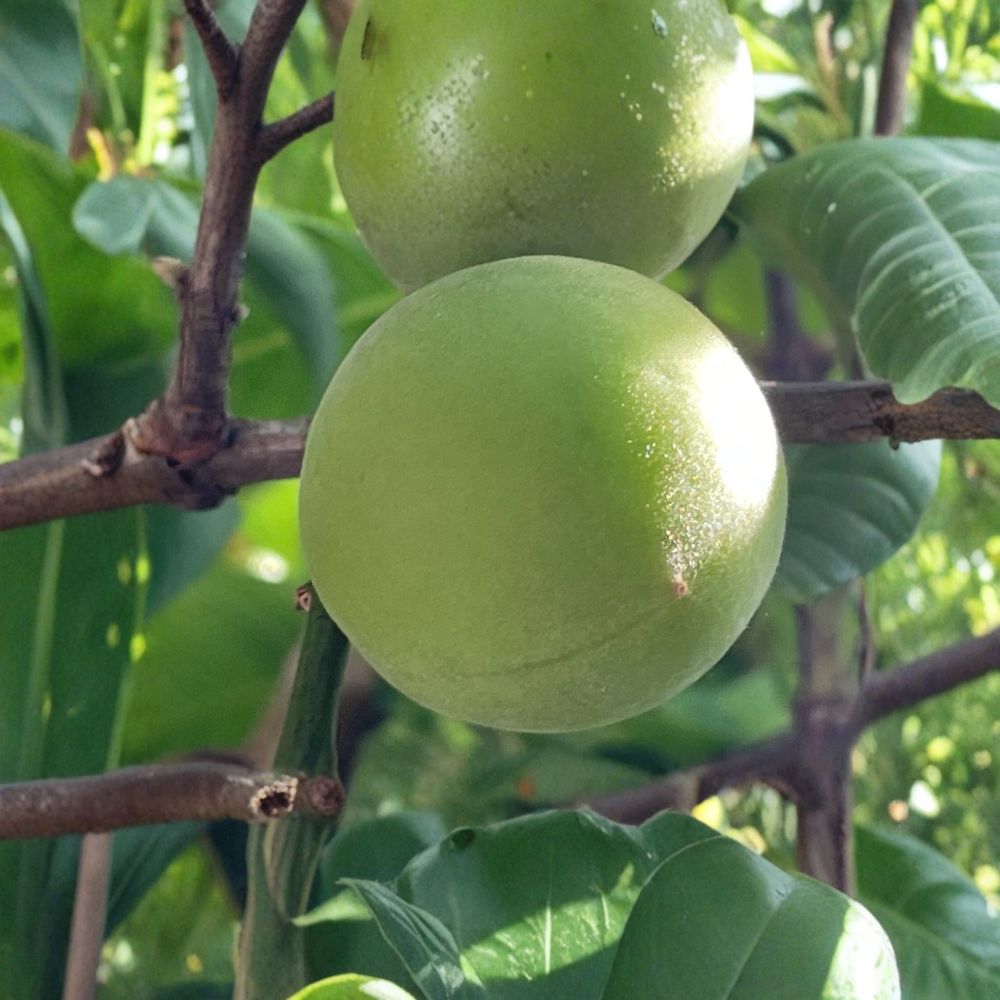 Japanese Ume Live Cuttings | 5 Fresh Prunus mume Cuttings | Maesil Plum Tree | Unrooted Grafting & Propagation Wood