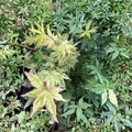 Acer palmatum ‘Cosmos’ – Rare Variegated Japanese Maple | Pink & White Foliage | #3 Container | 30–40" Tall