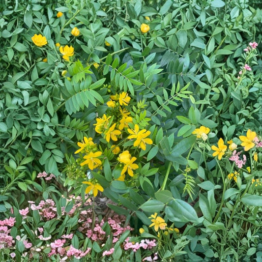 Cassia Butterfly Host Plant – Live Starter | 4 Inch Pot Size | Fast Growing Tropical Plant | Butterfly Host Plant | Yellow Flowers | Pollinator Garden | Ships Without Pot