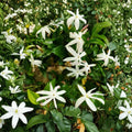 South African Jasmine Plant – Jasminum angulare Live Plant | 5 Gallon Large Plant | Fragrant White Climbing Vine | Outdoor Garden