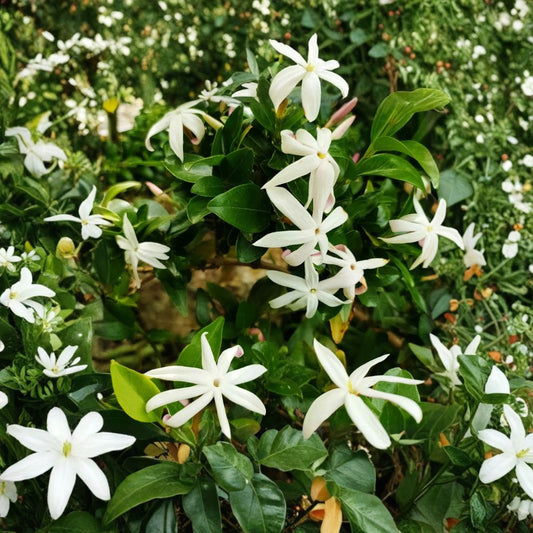 South African Jasmine Plant – Jasminum angulare Live Plant | 5 Gallon Large Plant | Fragrant White Climbing Vine | Outdoor Garden