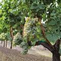 Sauvignon Blanc Grape Plant – Vitis vinifera Live Vine | Includes Nursery Pot Premium White Wine Grape | Crisp Aromatic Vineyard Variety | Backyard Wine Grape