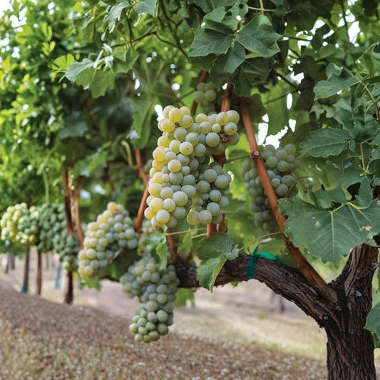 Sauvignon Blanc Grape Plant – Vitis vinifera Live Vine | Includes Nursery Pot Premium White Wine Grape | Crisp Aromatic Vineyard Variety | Backyard Wine Grape
