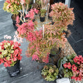 Acer palmatum ‘Geisha Gone Wild’ – Pink Variegated Japanese Maple | Rare Collector Tree | #3 Container | 25–32" Tall