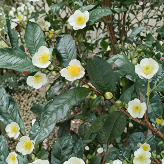 Tea Tree Live Plant – Melaleuca alternifolia | Large 6 Inch Pot | Evergreen Aromatic Shrub | Fragrant Foliage | Warm Climate Garden Plant