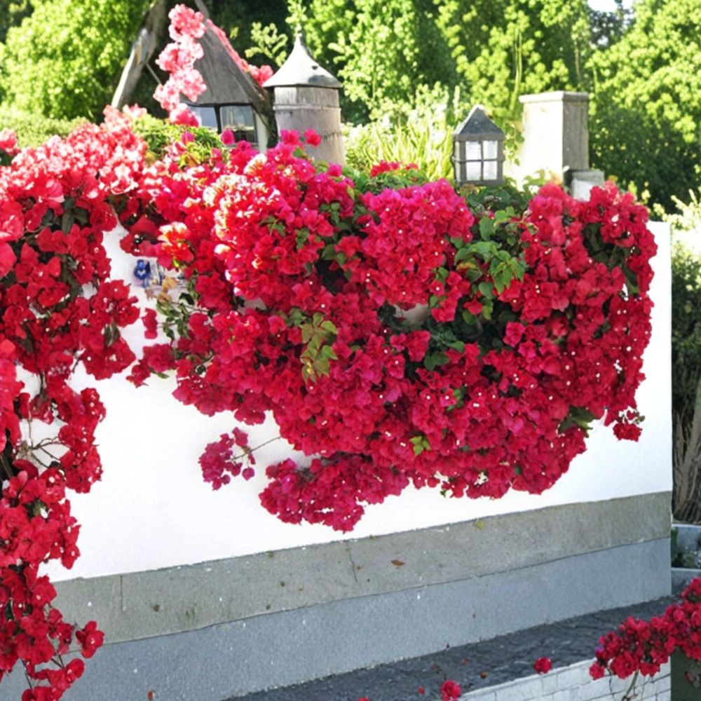 Double Red Bougainvillea – Bougainvillea Live Rooted Starter Plant | Bare Root | Rare Tropical Climbing Vine | Easy to Grow