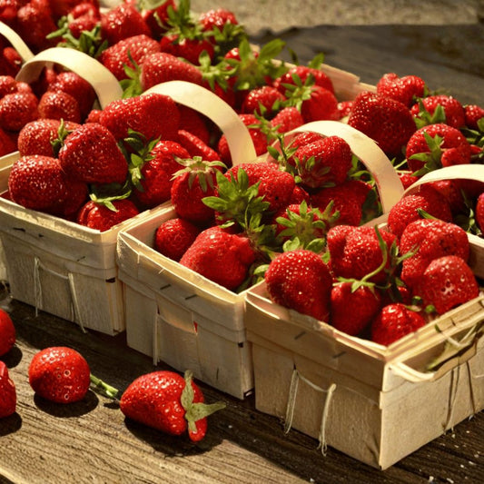 Albion Strawberry – Fragaria × ananassa 'Albion' Live Bare Root Plants | Set of 5 | Day-Neutral Everbearing | Sweet Large Berries