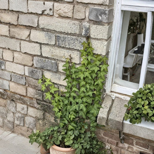 English Envy Live Plant – English Ivy Houseplant | Indoor & Outdoor Foliage Plant | Hardy Trailing Vine | No Pot | Easy Care Greenery