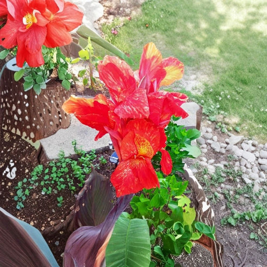Canna Lily ‘Cleopatra’ – 1 Large Live Rhizome | Variegated Canna Lily | Red & Orange Flowers | Fast Growing Summer Bloomer | Full Sun Garden Plant | Tropical Perennial