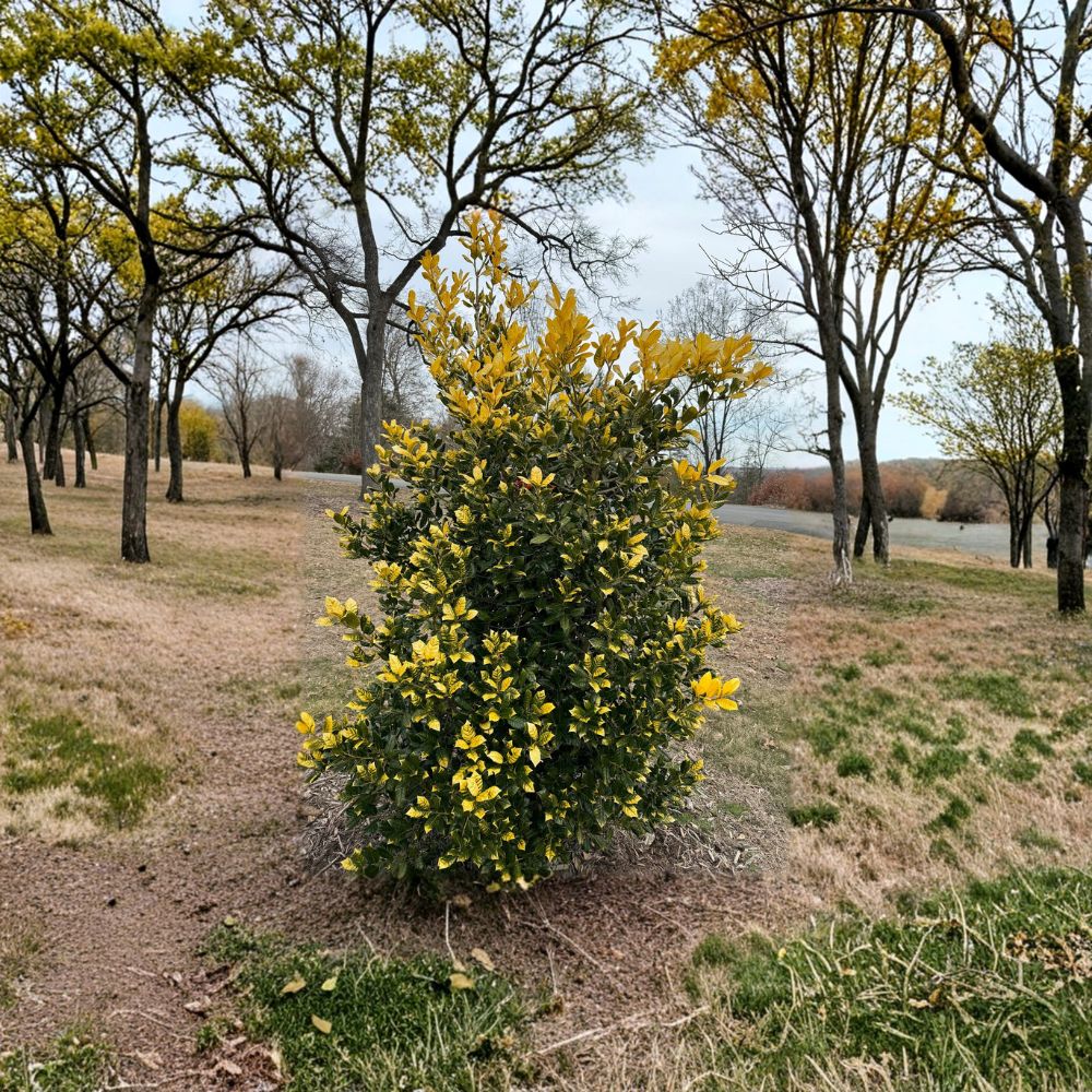 Whoa Nellie Holly – Live Evergreen Holly | 1 Gallon Pot Plant | Golden Nellie Holly | Bright Yellow New Growth Landscape Shrub