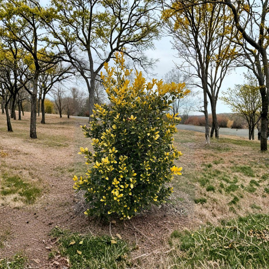 Whoa Nellie Holly – Live Evergreen Holly | 1 Gallon Pot Plant | Golden Nellie Holly | Bright Yellow New Growth Landscape Shrub
