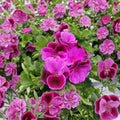 Martha Washington Geranium Cuttings – 6 Rose Pink Pelargonium Cuttings | Organic Live Plant | Regal Geranium | Easy to Root | Fragrant Blooms