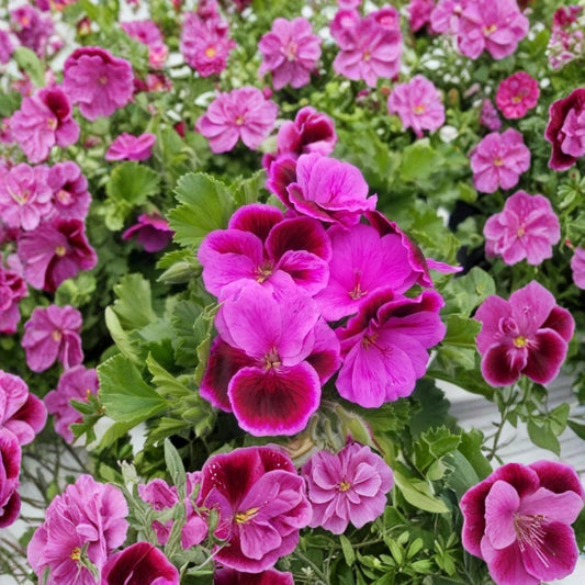 Martha Washington Geranium Cuttings – 6 Rose Pink Pelargonium Cuttings | Organic Live Plant | Regal Geranium | Easy to Root | Fragrant Blooms